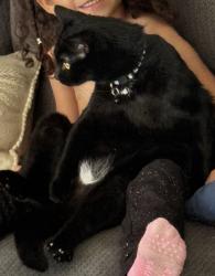Lost Male Cat last seen On Chapman and Magnolia, Garden Grove, CA 92841