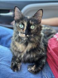 Lost Female Cat last seen The hotel property sits directly on the South Loop 289 Frontage Road, positioned just north of W 74th Street and directly between Memphis Avenue to the east and Orlando Avenue to the west., Lubbock, TX 79423