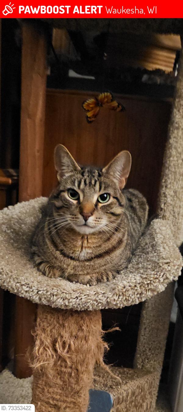 Lost Male Cat last seen Oakdale Dr and Ride Rd, Waukesha, WI 53189