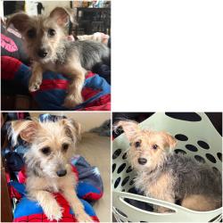 Lost Female Dog last seen Knott & ball or Knott & cerritos close by the savanna elementary school district, Anaheim, CA 92804
