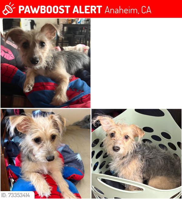 Lost Female Dog last seen Knott & ball or Knott & cerritos close by the savanna elementary school district, Anaheim, CA 92804
