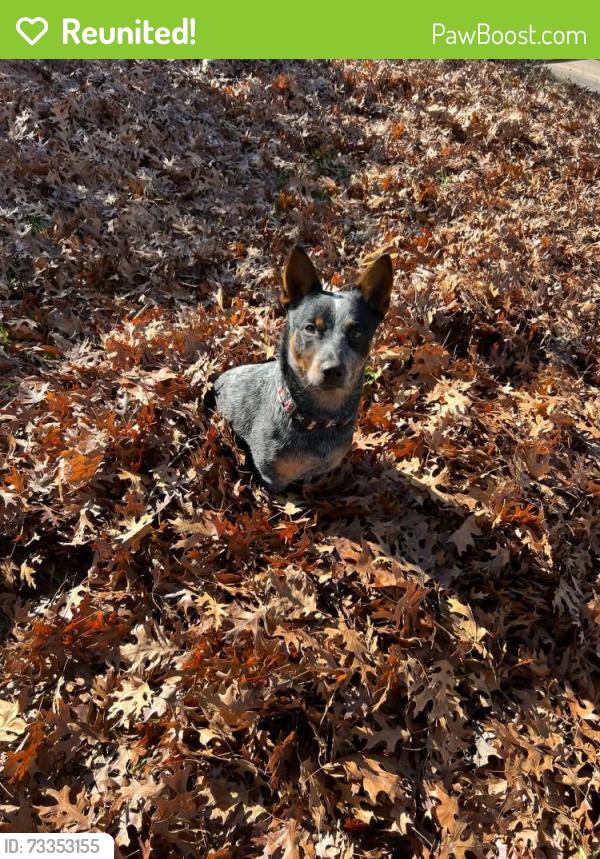 Reunited Male Dog last seen Cedar ridge Park road, Temple, TX 76502