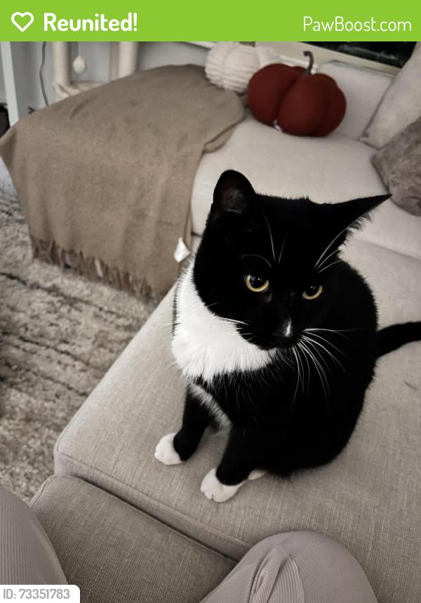 Reunited Male Cat last seen Vineyards golf course, Escondido, CA 92025