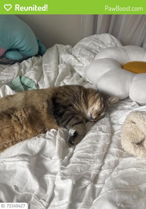 Reunited Male Cat last seen Morrow circle, Dearborn, MI 48126