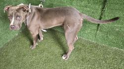 Shelter Stray Male Dog last seen , 5210 W Ave I, Lancaster, CA 93536, USA
