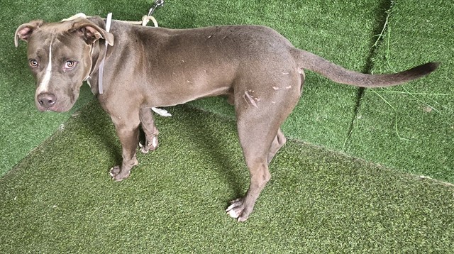 Shelter Stray Male Dog last seen , 5210 W Ave I, Lancaster, CA 93536, USA