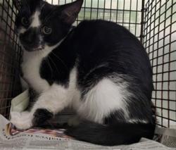 Shelter Stray Male Cat last seen , 1850 W 60th St, Los Angeles, CA 90047, USA
