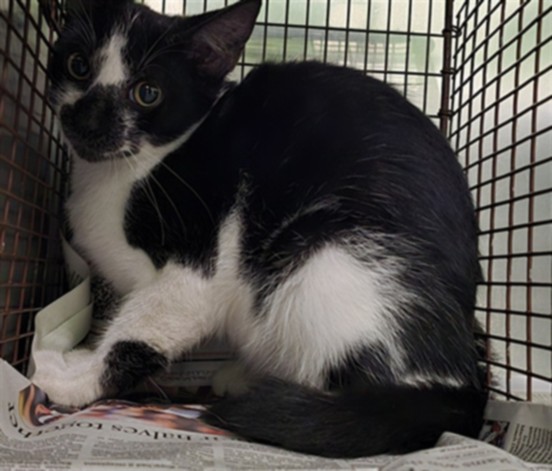 Shelter Stray Male Cat last seen , 1850 W 60th St, Los Angeles, CA 90047, USA