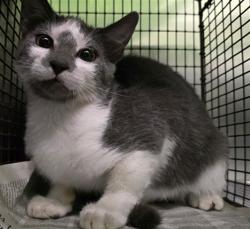 Shelter Stray Male Cat last seen , 1850 W 60th St, Los Angeles, CA 90047, USA