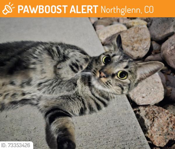 Found/Stray Unknown Cat last seen Carrick Bend apmts, Northglenn, CO 80233