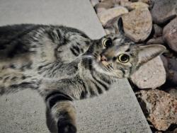 Found/Stray Unknown Cat last seen Carrick Bend apmts, Northglenn, CO 80233