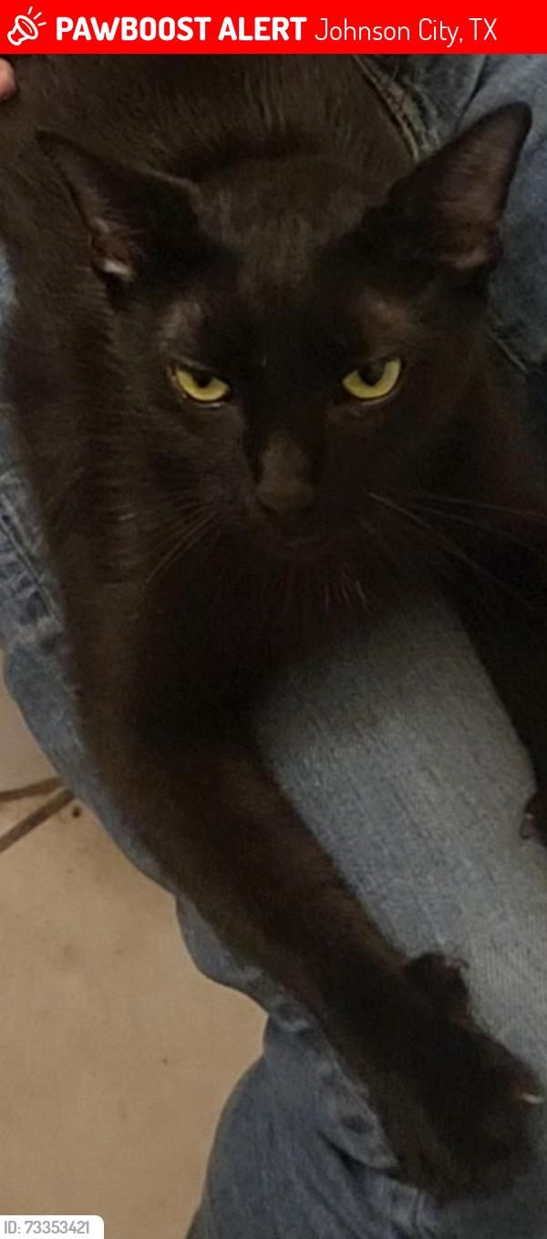 Lost Female Cat last seen Near 40 days for life, Johnson City, TX 78636