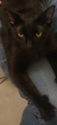 Lost Female Cat last seen Near 40 days for life, Johnson City, TX 78636