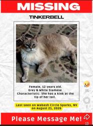 Lost Female Cat last seen Prater way Wabash Circle, Sparks, NV 89434