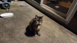 Reunited Unknown Cat last seen NE 109th Ave & NE Fremont St, Portland, OR 97220, USA, Portland, OR 97220