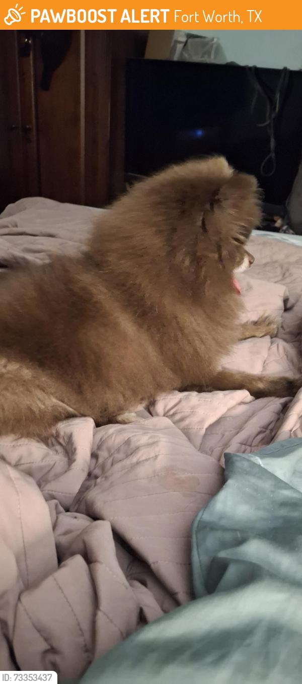 Found/Stray Male Dog last seen Bodega, Fort Worth, TX 76177