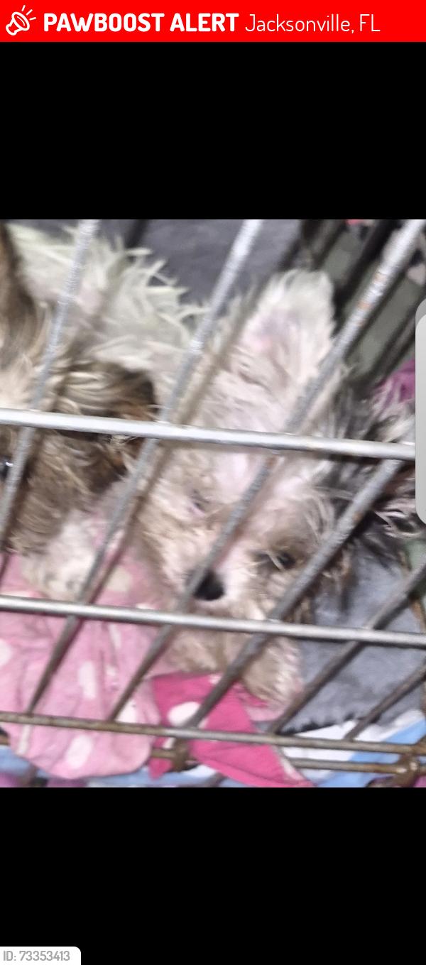 Lost Male Dog last seen Alden rd and Cortez rd., Jacksonville, FL 32246