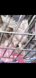 Lost Male Dog last seen Alden rd and Cortez rd., Jacksonville, FL 32246