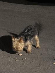 Found/Stray Male Dog last seen W Wellington Ave, Chicago, IL 60641