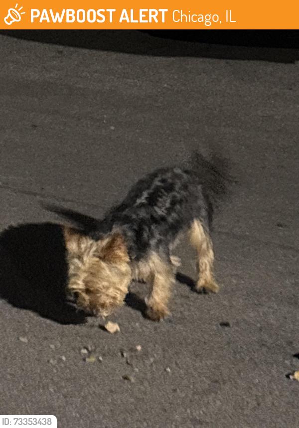 Found/Stray Male Dog last seen W Wellington Ave, Chicago, IL 60641