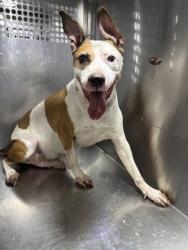 Shelter Stray Male Dog last seen Near Portwood Rd, District 13 - Tarrant County, TX, 355 Hillshire Dr, Haslet, TX 76052, USA