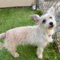 Shelter Stray Female Dog last seen , , CA, 1101 29th Ave, Oakland, CA 94601, USA