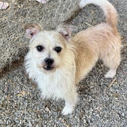 Shelter Stray Male Dog last seen , , CA, 1101 29th Ave, Oakland, CA 94601, USA