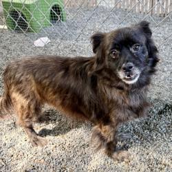 Shelter Stray Male Dog last seen , , CA, 1101 29th Ave, Oakland, CA 94601, USA