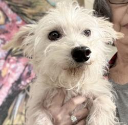 Shelter Stray Male Dog last seen , , CA, 1101 29th Ave, Oakland, CA 94601, USA