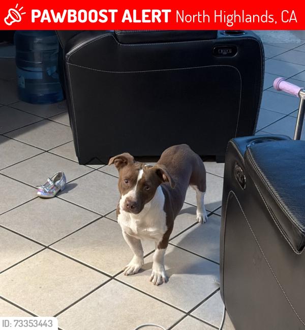 Lost Male Dog last seen N/A, North Highlands, CA 95660