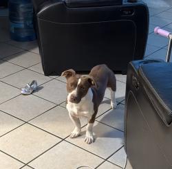 Lost Male Dog last seen N/A, North Highlands, CA 95660