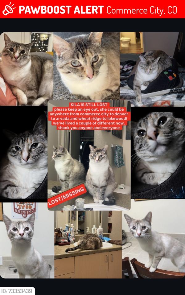 Lost Female Cat last seen East 56th Ave and Magnolia St, Commerce City, CO 80022