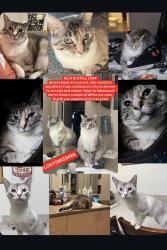 Lost Female Cat last seen East 56th Ave and Magnolia St, Commerce City, CO 80022