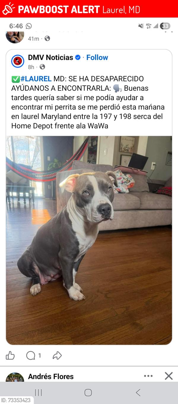 Lost Female Dog last seen Irving st near wawa and home depot, Laurel, MD 20707