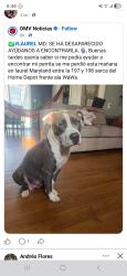 Lost Female Dog last seen Irving st near wawa and home depot, Laurel, MD 20707