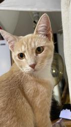 Lost Male Cat last seen Butterfield Trl and Dakota trl, Bend, OR 97702