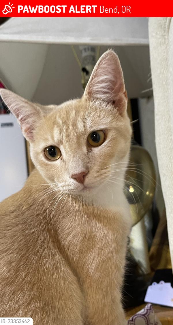 Lost Male Cat last seen Butterfield Trl and Dakota trl, Bend, OR 97702