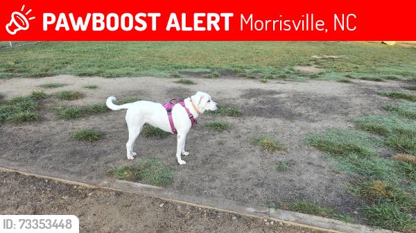 Lost Female Dog last seen Airport Blvd, Morrisville, NC 27560