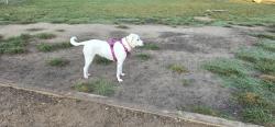Lost Female Dog last seen Airport Blvd, Morrisville, NC 27560