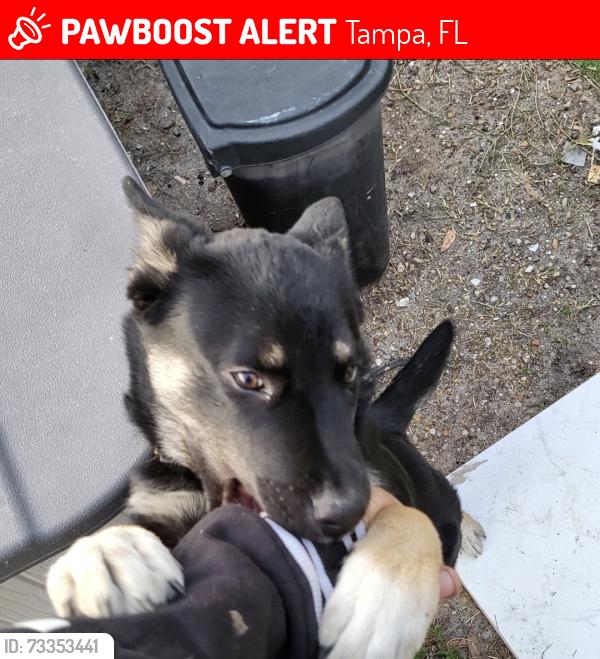 Lost Female Dog last seen N nebraska ave, Tampa, FL 33612