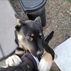 Lost Female Dog last seen N nebraska ave, Tampa, FL 33612