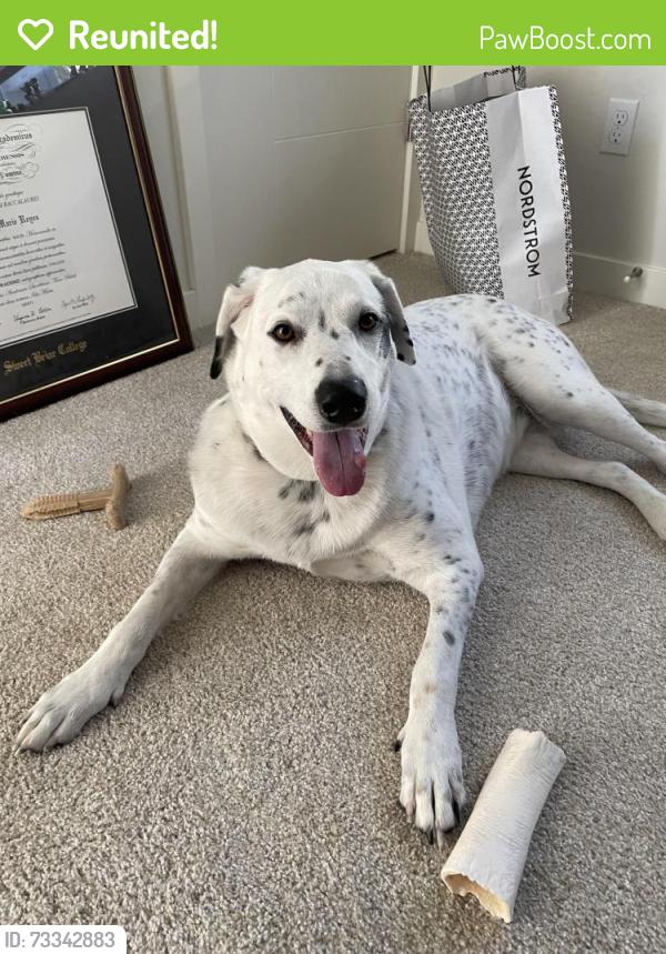 Reunited Female Dog last seen 100th and 132nd near the Orthodox Church and greenbelt, Kirkland, WA 98033
