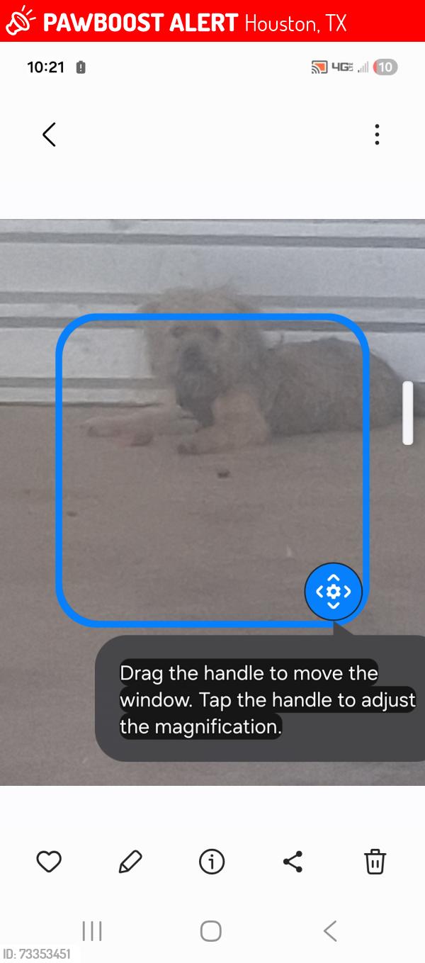 Lost Male Dog last seen Cutten rd, Houston, TX 77066