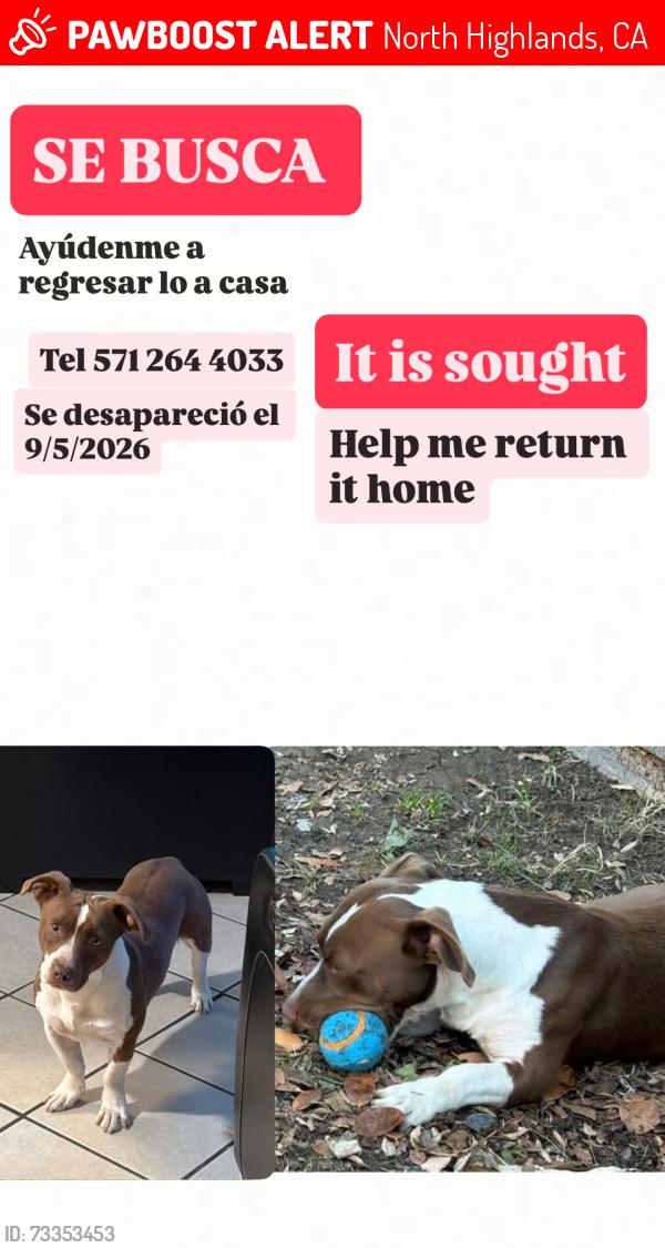 Lost Male Dog last seen , North Highlands, CA 95660