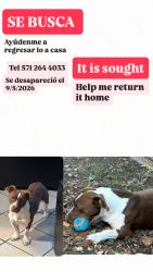 Lost Male Dog last seen , North Highlands, CA 95660