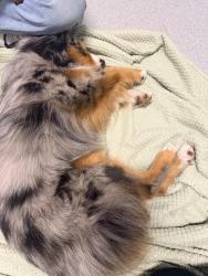 Reunited Male Dog last seen W battles Rd, Santa Maria, CA 93458