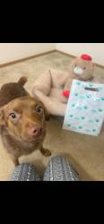 Lost Female Dog last seen Headed west at 38th & McKinley by Fire Station, Tacoma, WA 98404