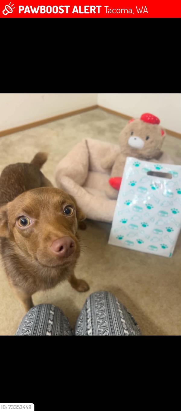 Lost Female Dog last seen Headed west at 38th & McKinley by Fire Station, Tacoma, WA 98404