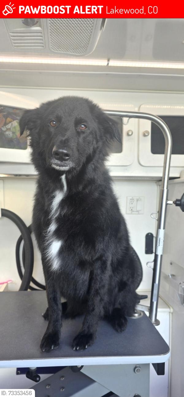 Lost Female Dog last seen Mississippi and union, Lakewood, CO 80228