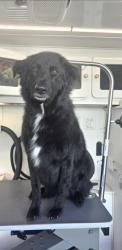 Lost Female Dog last seen Mississippi and union, Lakewood, CO 80228
